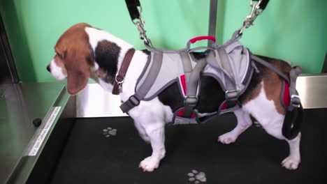 Hund-In-Der-Physiotherapie-Trainiert-Auf-Einem-Laufband
