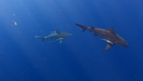 Schauer-Von-Bullenhaien,-Die-Ruhig-Durch-Den-Tiefblauen-Ozean-Schwimmen