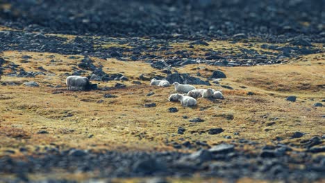 A-flock-of-white-wooly-sheep-grazes-on-the-rocky-pasture-in-the-Norwegian-mountains-in-the-timelapse-video