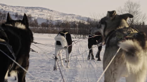 Dog-sledding-POV-on-dogs-in-harnesses,-slow-motion-shot