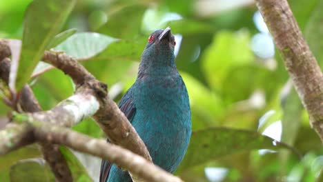 Female-Asian-fairy-bluebird-perched-on-tree-branch-amidst-in-the-forest-canopy,-curiously-wondering-around-the-surrounding-environment,-close-up-shot