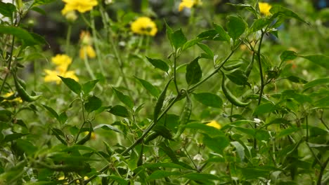 Green-chilis---yellow-flowers-