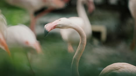 Greater-Flamingo-Shaking-Its-Head.-closeup,-slow-motion