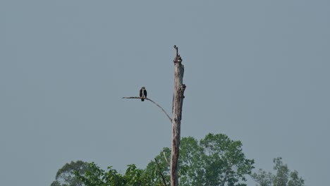 Seen-from-afar-preening-and-looking-around,-Osprey-Pandion-haliaetus,-Thailand