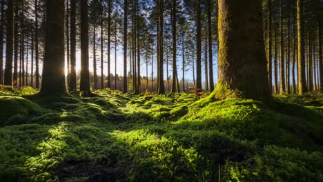 Zeitraffer-Der-Sonne-Am-Niedrigen-Horizont,-Die-Durch-Die-Bäume-Scheint,-In-Den-Nadelwald-Eindringt-Und-An-Einem-Sonnigen-Tag-In-Irland-Schatten-Wirft