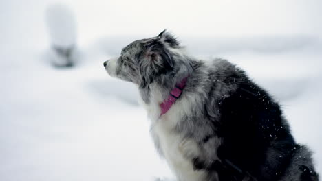An-Australian-shepherd-dog-sitting-outside-in-the-snow