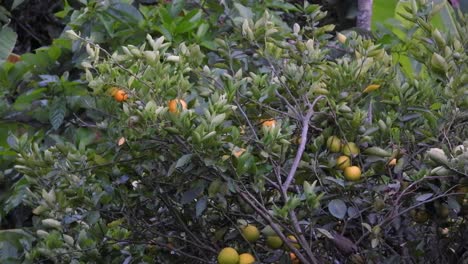 Gray-bird-jumps-on-the-branches-through-the-apples-on-the-treetop,-static