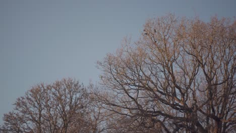 A-tree-with-birds-resting-with-blue-skies-on-a-bright-cold-winter-afternoon-in-Richmond-Park,-United-Kingdom