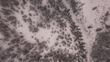 Antena-Aérea-De-árboles-Cubiertos-De-Nieve-Y-Montañas-En-El-Cañón-De-Utah