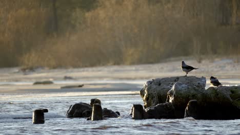 Group-of-birds-are-standing-on-a-rock-near-the-water