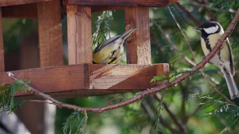 Niedliche-Gartenvögel,-Die-An-Einem-Sonnigen-Tag-Aus-Einem-Hölzernen-Vogelhäuschen-Fressen