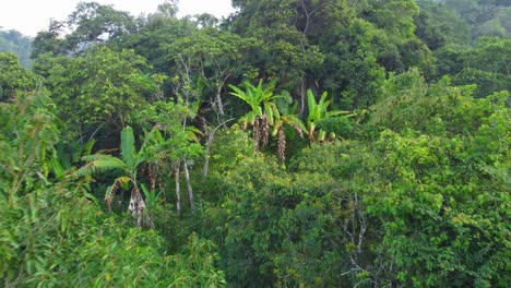Greenery-in-South-America,-banana-trees-in-the-jungle,-flight-through-the-trees,-aerial