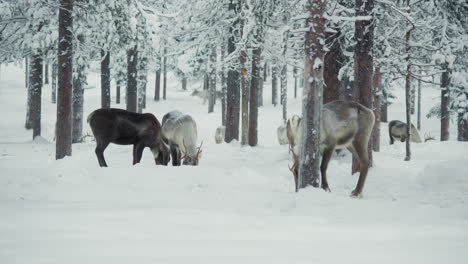 Reindeer-herd-pasturing-and-eating-in-a-snowy-forest-in-Finnish-Lapland
