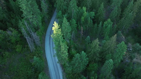 Overhead-drone-shot-of-a-backcountry-road-winding-through-the-forest