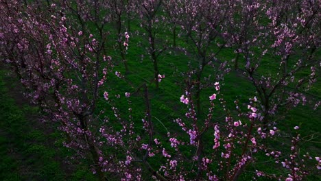 Scenic-View-Of-Fruit-Orchard-With-Rows-Of-Blossoming-Apricot-Trees