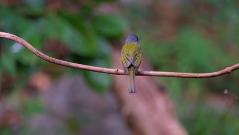 Die-Kamera-Zoomt-Heraus,-Während-Dieser-Vogel-Von-Seinem-Rücken-Aus-Gesehen-Wird,-Wie-Er-Auf-Einer-Rebe-Thront-Und-Sich-Umschaut,-Graukopf-Kanarienschnäpper-Culicicapa-Ceylonensis,-Thailand
