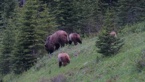 Eine-Grizzlybärenfamilie-Grast-Auf-Der-Frischen-Vegetation,-Die-Einen-Bewaldeten-Hügel-Bedeckt