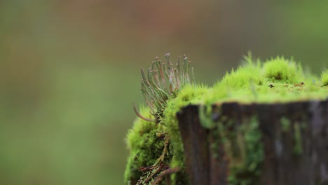 Miniature-hair-like-mushrooms-grow-on-the-decaying-moss-covered-tree-stump