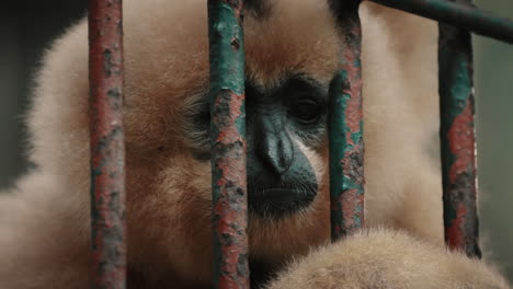 Unhappy-Buffy-Gibbon-Monkey-Inside-The-Zoo-Cage