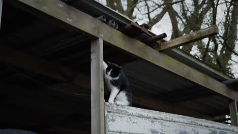 Cat-climbing-onto-roof-of-garage-next-to-trees