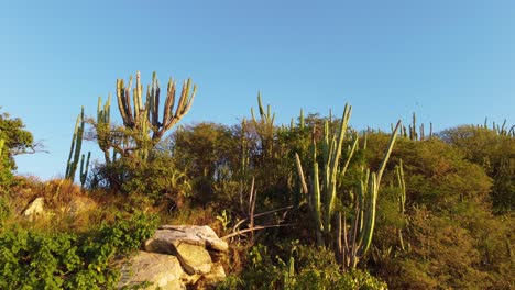 Aerial-drone-shot-soaring-up-a-hillside-covered-in-cactus,-trees-and-shrubs-surrounded-by-a-dry-arid-landscape-in-Santa-Marta,-Colombia