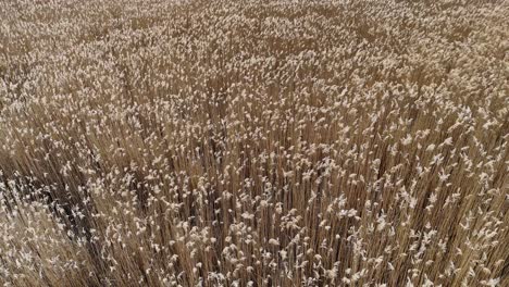 Natural-yellow-field-moved-by-wind-in-a-sunny-day-|-Flying-over-field-of-hay-|-Beautiful-spring-tall-grass