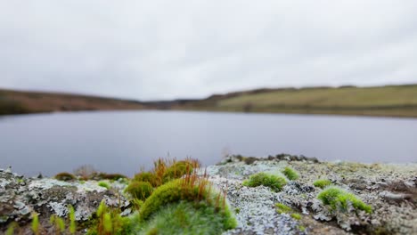 Yorkshire-Moorlandschaft-In-Der-Englischen-Landschaft