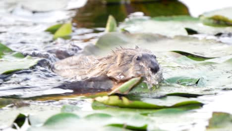 A-muskrat-hurriedly-swims-through-lily-pads-in-a-pond