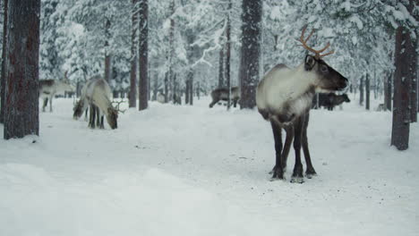 Reindeer-eating-in-a-snowy-forest-in-Finnish-Lapland
