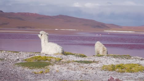 Two-llamas-resting-by-the-colorful-Laguna-Colorada,-Bolivia,-with-scenic-Andean-landscape-backdrop