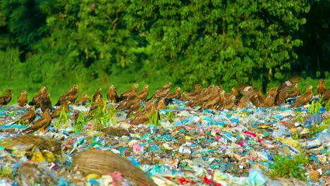 Flock-Of-Wild-Brown-Birds-Swarming-Over-Garbage-Dumpsite