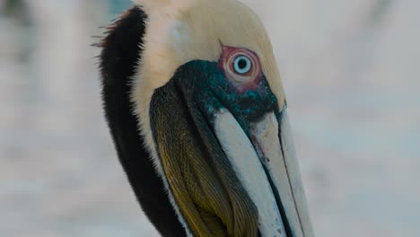 Outstanding-video-of-a-pelican-in-Belize,-Caye-Caulker-island