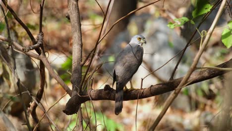 Seen-looking-back-from-its-right-wing-deep-in-the-forest-during-summer,-Crested-Goshawk-Accipiter-trivirgatus,-Thailand