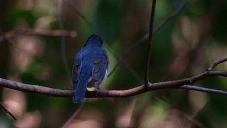 Seen-from-its-back-looking-to-the-right-while-chirping,-Indochinese-Blue-Flycatcher-Cyornis-sumatrensis,-Male,-Thailand