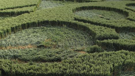 Detail-Of-Crop-Circle-Formation-In-Green-Fields-In-Owslebury,-England---Drone-Shot