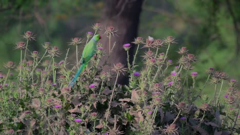 Rose-ringed-Parakeet-picking--purple-thistle-Flower