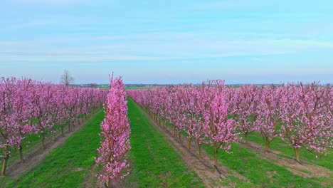 Riesiger-Obstgarten-Mit-Aprikosenbäumen,-Die-Im-Frühling-In-Reihen-Blühen