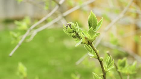 árbol-Lila-Que-Florece-En-Primavera-Con-Fondo-De-Hierba