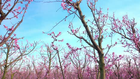 Rows-Of-Apricot-Trees-Blooming-In-Fruit-Orchard-During-Springtime