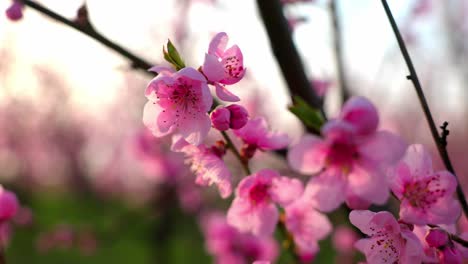 Pink-Blossoms-Of-Japanese-Apricot-Tree-In-Farm