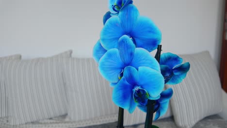 Blaue-Orchideenblüte,-Tiefe,-Klare-Farbe