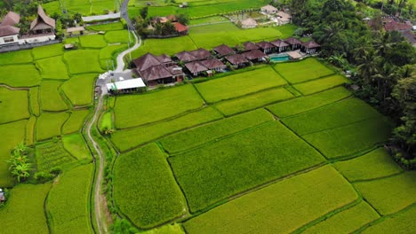 Aerial-drone-view-of-rice-field-and-farm-in-Kayangan-Villa-Ubud-on-Bali,-Indonesia