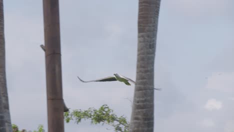 Águila-Marina-De-Vientre-Blanco-Volando-En-El-Zoológico-De-Bali,-Indonesia