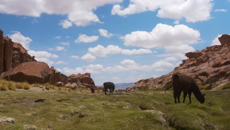 Lamas-Grasen-Im-Bolivianischen-Hochland-Unter-Blauem-Himmel,-Weitwinkelaufnahme