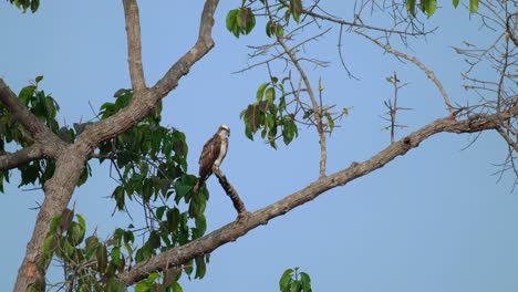 Camera-zooms-in-while-this-Osprey-Pandion-haliaetus-looks-down-for-its-prey,-Thailand