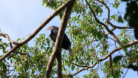Von-Unten-Gesehen,-Umherschauend,-Kranzhornvogel-Rhyticeros-Undulatus,-Männlich-weiblich,-Thailand