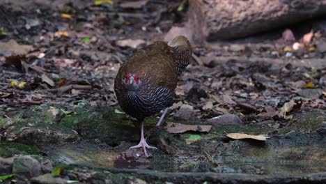 Gesehen,-Wie-Er-Wasser-Trinkt,-Während-Die-Kamera-Tief-In-Den-Wald-Herauszoomt,-Kalij-Fasan-Lophura-Leucomelanos,-Weiblich,-Thailand