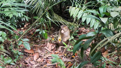 Macaco-Coleta-En-Hábitat-Tropical-Natural-Disfrutando-De-La-Comida