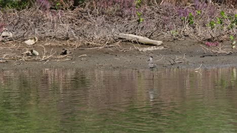 Seen-coming-the-frame-from-the-right-as-it-forages-and-preens,-Common-Greenshank-Tringa-nebularia,-Thailand