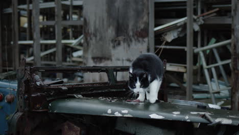 Black-and-white-cat-on-top-of-old-broken-tractor-by-abandoned-house